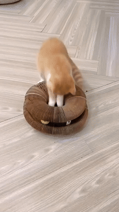 Paper Magic Organ Cat Scratching Board Cat Toy